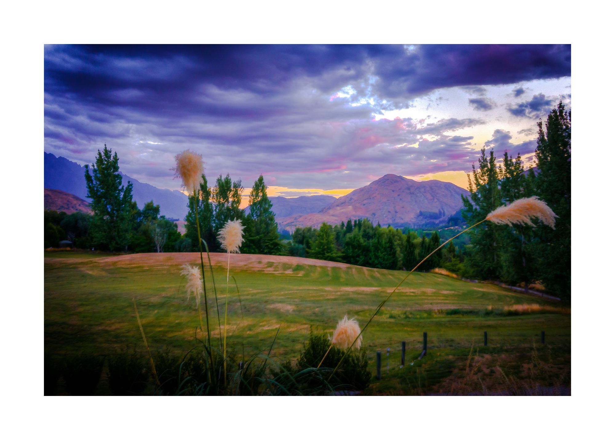 A green field with five beige dandelions/weeds and trees and a mountain in the backdrop