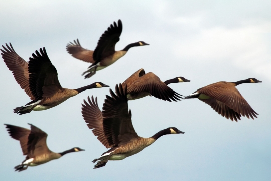 A flock of six Canadian ducks flying against a light blue background.  